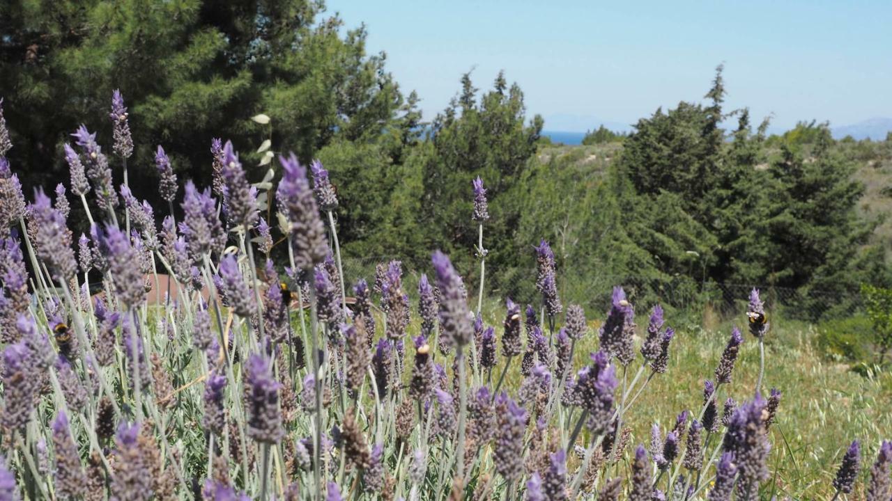 Holiday park Drolma Ling Nature Theologos (Rhodes)
